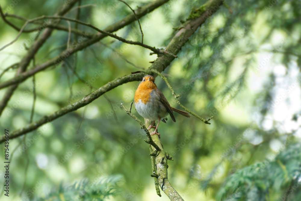 European robin (Erithacus rubecula) sitting on a tree branch in Zurich, Switzerland European robin (Erithacus rubecula) sitting on a tree branch in Zurich, Switzerland