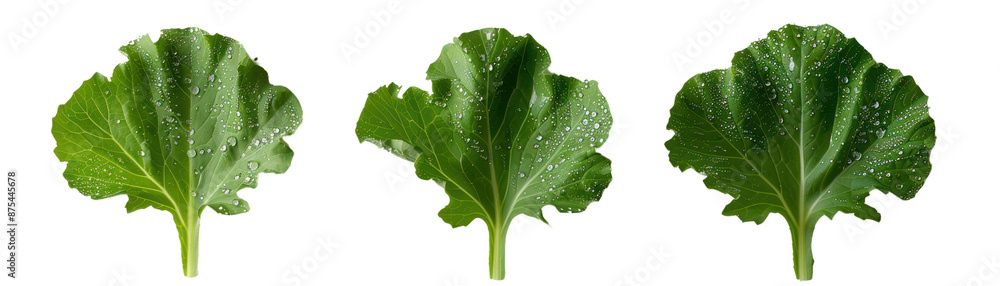 Three fresh green kale leaves are arranged in a row on a white background, highlighting their crisp texture and vibrant color. Three fresh green kale leaves are arranged in a row on a white background, highlighting their crisp texture and vibrant color.