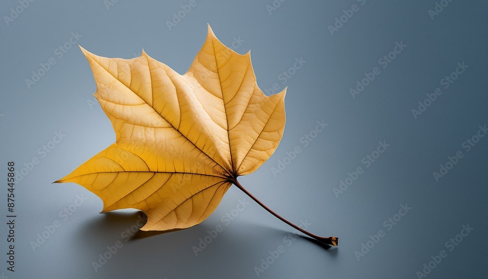 Fototapeta premium autumn leaves on a black background