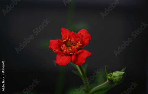 red flower with dark background, red geum flower, beautiful red Rosaceae, red and black colors photo