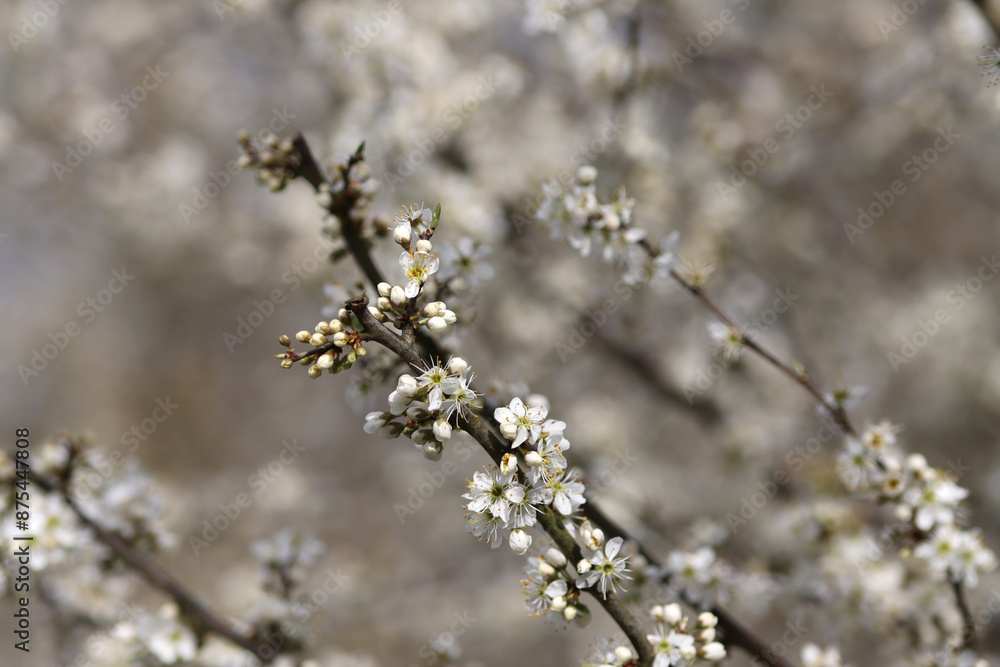 white blossoms, blossoming trees in spring, flowering trees in spring, white petals of a tree white blossoms, blossoming trees in spring, flowering trees in spring, white petals of a tree