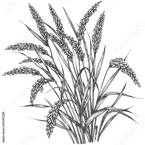 Hand-drawn Monochrome Illustration of Rice Plants, Detailed Botanical Sketch