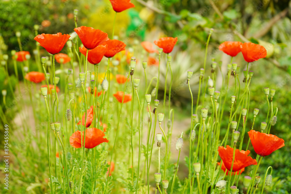 Fototapeta premium Beautiful red Poppy flower Plant