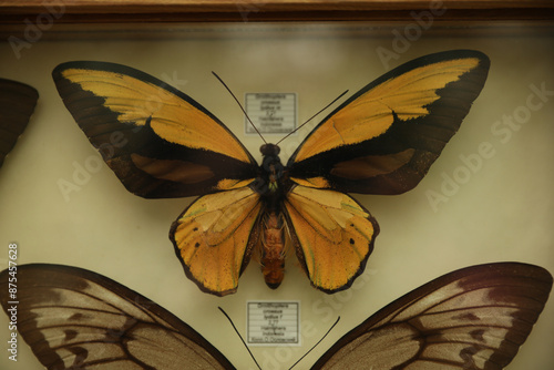 Beautiful Ornithoptera croesus lydius butterflies on white background