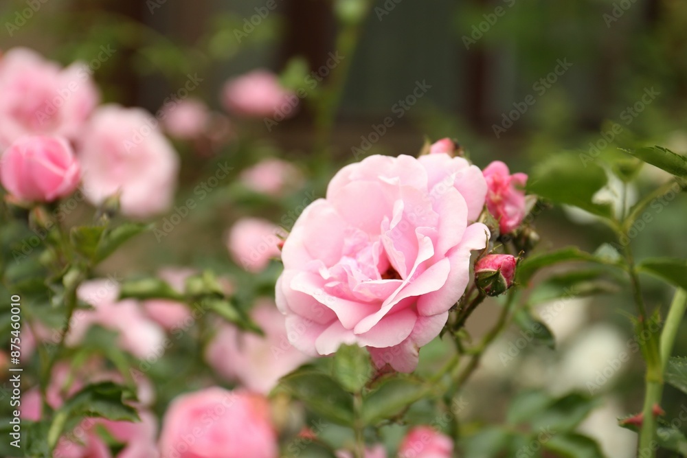 Beautiful pink roses blooming outdoors on spring day, closeup Beautiful pink roses blooming outdoors on spring day, closeup
