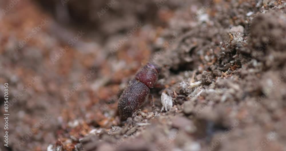 Western Pine Beetle close up on a piece of tree bark Western Pine Beetle close up on a piece of tree bark