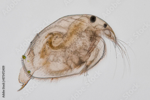ein wasserfloh als mikroskopaufnahme vor weißem hintergrund, pleuroxus truncatus