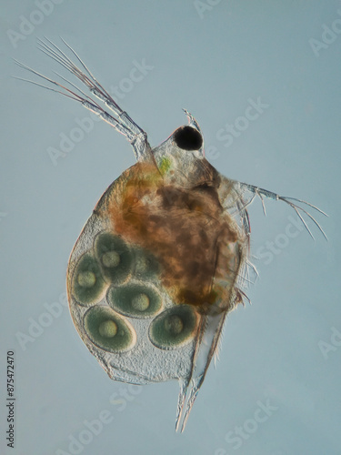 ein wasserfloh mit eiern als mikroskopaufnahme vor weißem hintergrund, scapholeberis-mucronata
