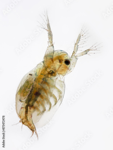 ein wasserfloh als mikroskopaufnahme vor weißem hintergrund, sida crystallina