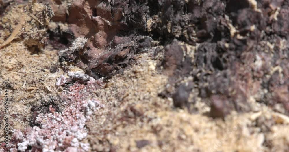 Pitch Tube on a Pine Tree Created by a Pine Beetle. Strong evidence this tree might be infected. Pitch Tube on a Pine Tree Created by a Pine Beetle. Strong evidence this tree might be infected.