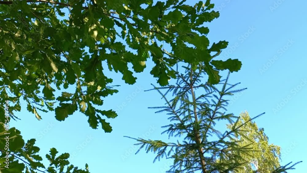 crowns of oak, birch and spruce against the background of a clear blue sky in summer crowns of oak, birch and spruce against the background of a clear blue sky in summer