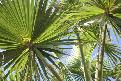 Tropical Background Palm Branches Leaves Green Summer 