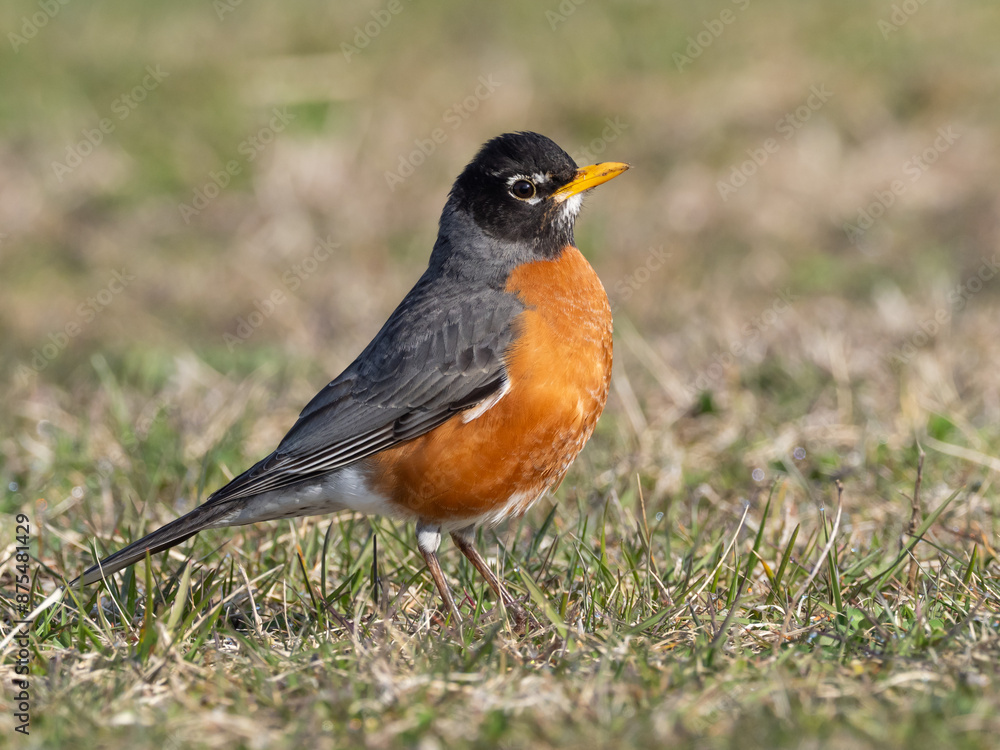 Close up portrait of a male American Robin in fresh spring plumage Close up portrait of a male American Robin in fresh spring plumage