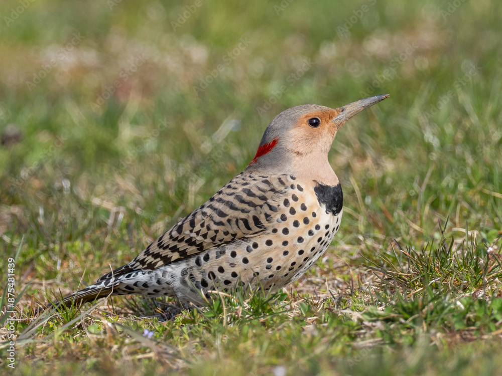 Adult female Northern Flicker feeding on the ground Adult female Northern Flicker feeding on the ground