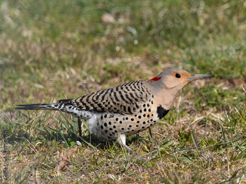 Adult female Northern Flicker feeding on the ground photo