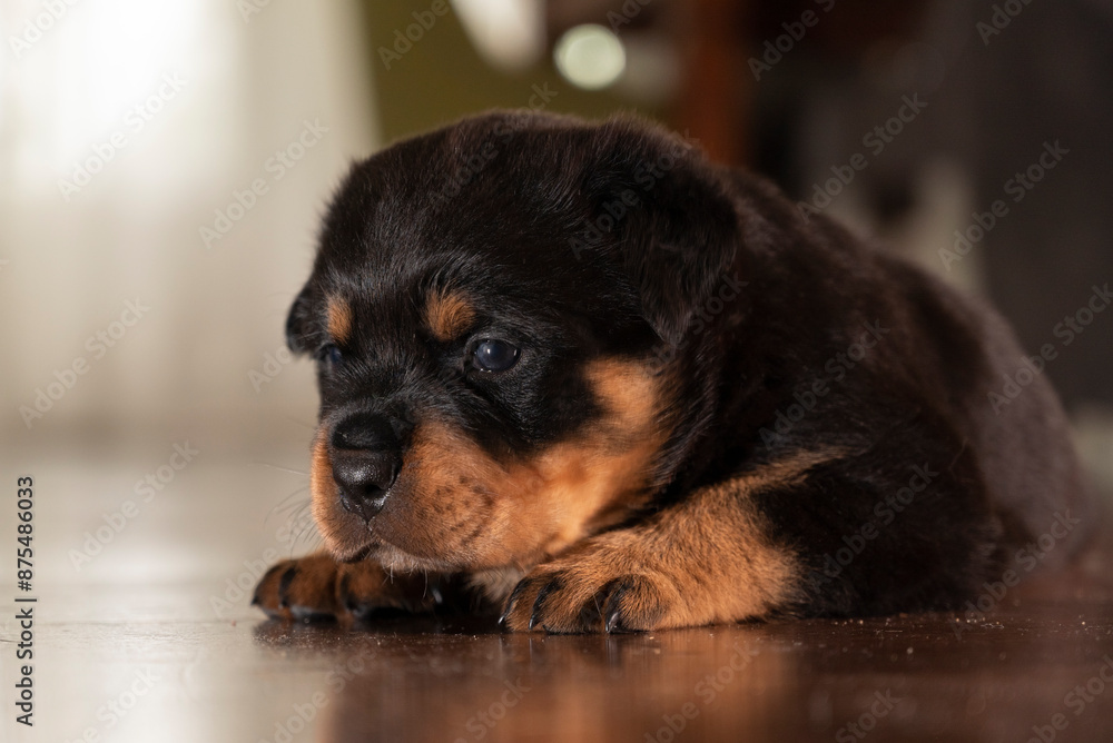 Fototapeta premium Rottweiler puppy with a soulful look, beautiful baby recently born and sitting on the floor, Little puppy with sad eyes