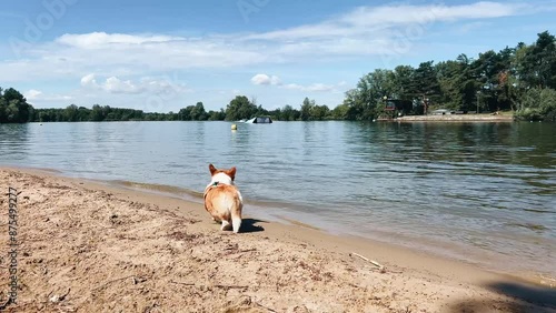 corgi dog walking on sand on beach near lake in summer