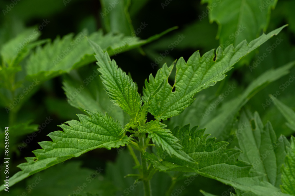 Green foliage of stinging nettle in closeup. Green foliage of stinging nettle in closeup.
