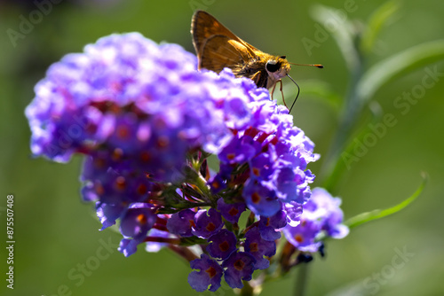 butterfly on lavender