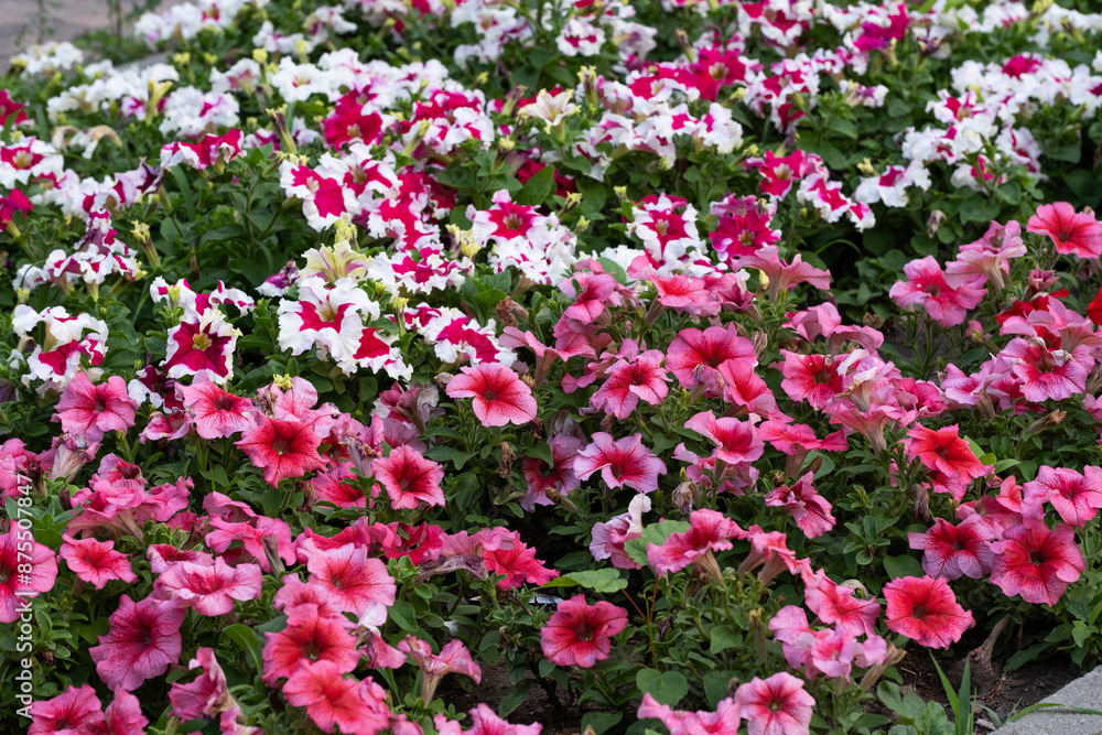 Colorful petunias in the garden. Selective focus. Colorful petunias in the garden. Selective focus.