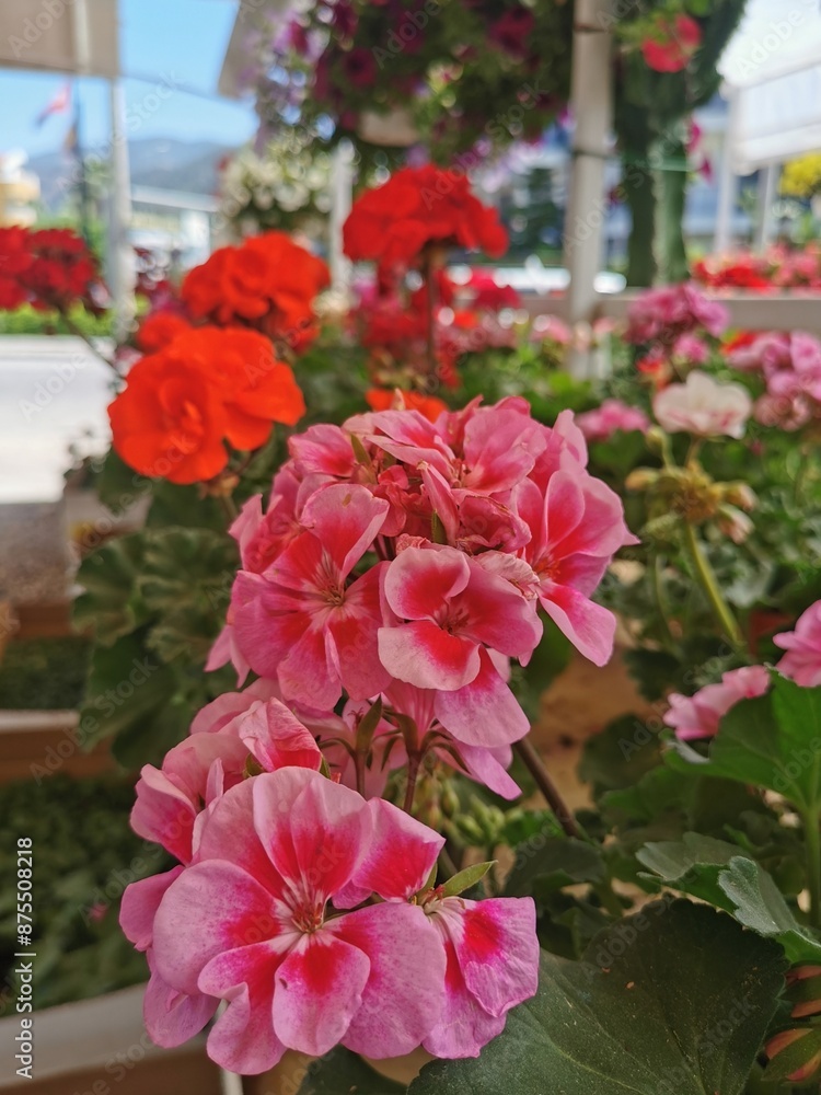 Pink flowers on natural background. Pink flowers in natural environment. Pink flowers on natural background. Pink flowers in natural environment.
