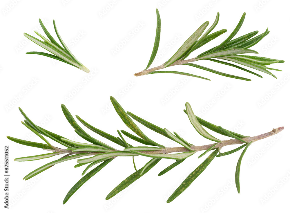 Various fresh green rosemary branches on. isolated background Various fresh green rosemary branches on. isolated background