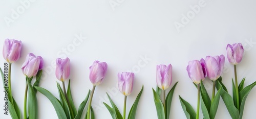 Bulk paste of liliowych tulipans on a white background photo