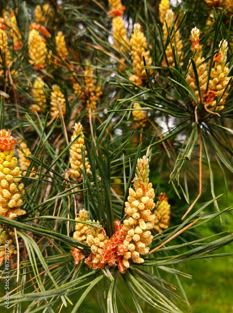 pine cones on the tree pine cones on the tree