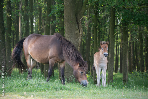 Exmoor Pony with foal photo