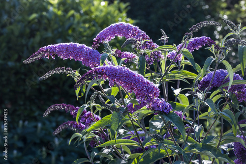 Schmetterlingsflieders, Sommerflieder  (Buddleja davidii)