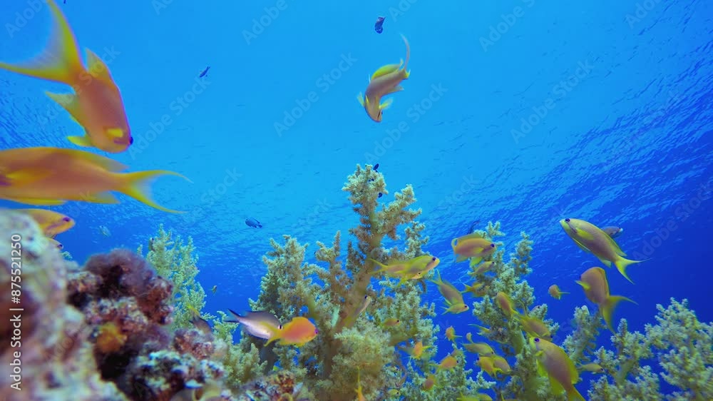 Underwater Scene Coral Reef. Tropical fish reef marine. Soft-hard corals seascape. Vibrant coral garden. Reef coral scene. Beautiful soft coral. Sea reef. Underwater Scene Coral Reef. Tropical fish reef marine. Soft-hard corals seascape. Vibrant coral garden. Reef coral scene. Beautiful soft coral. Sea reef.