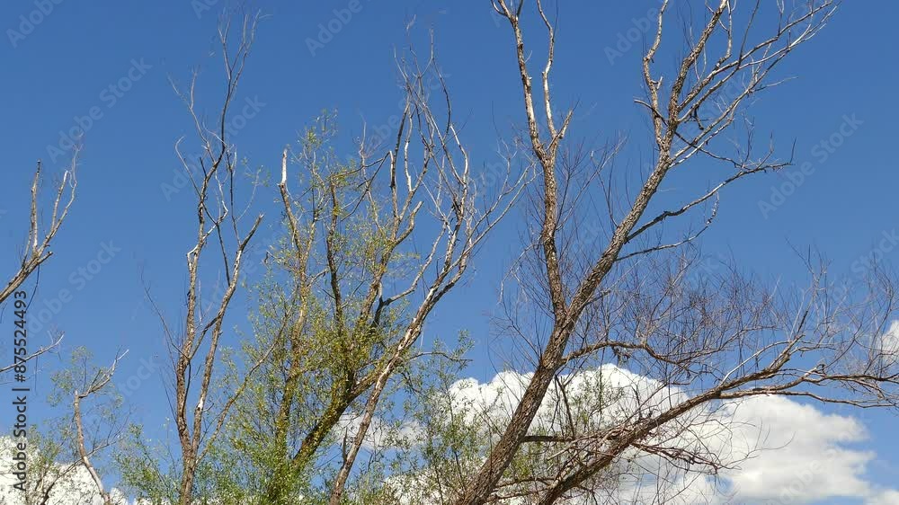 willow trees that are neglected and are starting to dry out due to drought, willow trees that are neglected and are starting to dry out due to drought,