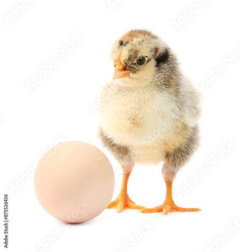 Cute chick and egg isolated on white. Baby animal © New Africa