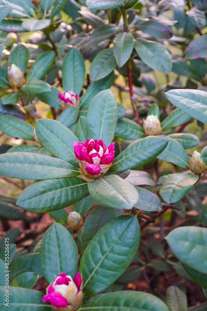 Close up of phododendron (rododendron) bushes with buds just started to bloom. Blurred background.