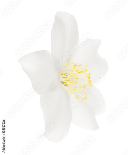 Beautiful delicate jasmine flower isolated on white