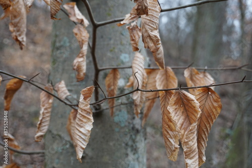 A horizontal photo of beech tree branches holding onto their withered leaves in winter, exhibiting marcescence. A botanical phenomenon illustrating the resilience of nature. photo