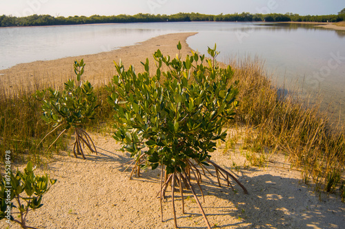 Young mangrove trees, Rhizophora mangle, on an intercoastal sand bar at low tide. Prop roots are exposed. A mangrove forest lines the shore in the distance. photo