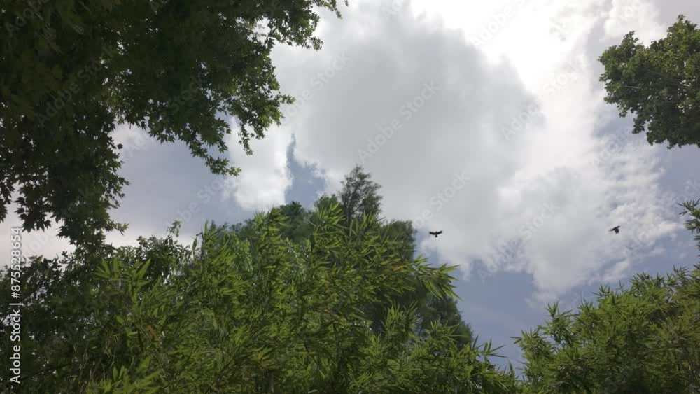 green trees and beautiful sky green trees and beautiful sky