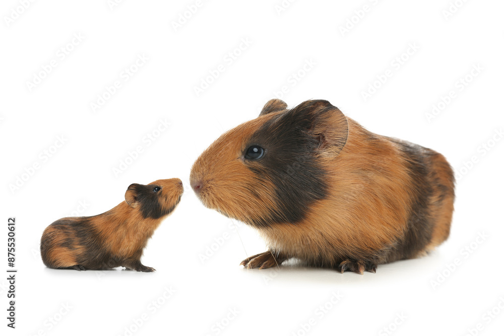Mother guinea pig and baby pup isolated on white Mother guinea pig and baby pup isolated on white