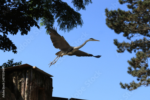 The grey heron (Ardea cinerea) in flight