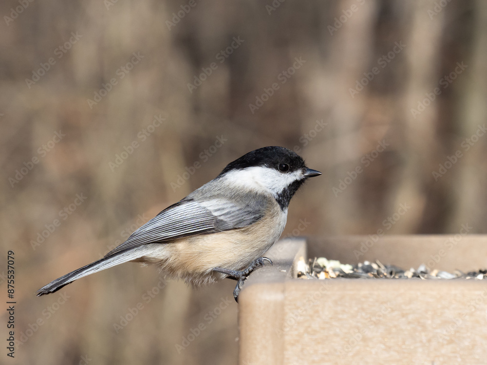 Obraz premium Close up of a Black-capped Chickadee perched on a garden bird table feeder