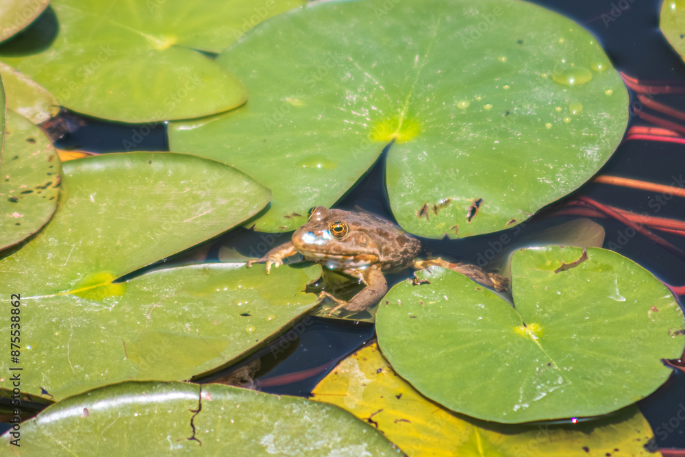 The photograph features a frog resting on a large green lily pad in a pond. The frog is partially submerged in the water, blending seamlessly with the surrounding aquatic environment. Selective focus. The photograph features a frog resting on a large green lily pad in a pond. The frog is partially submerged in the water, blending seamlessly with the surrounding aquatic environment. Selective focus.