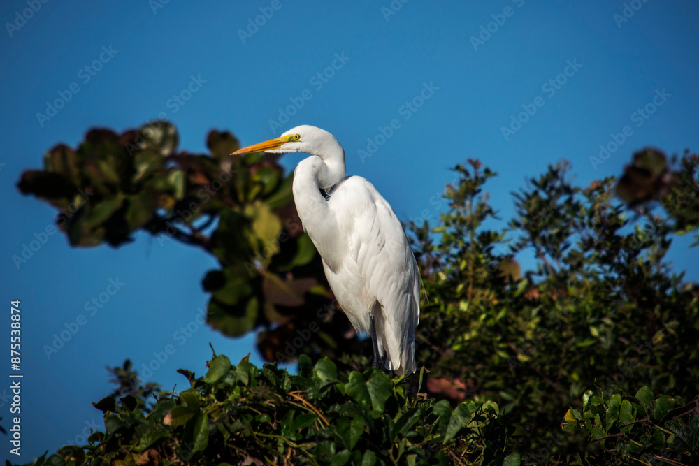 Uma garça branca grande (Ardea alba) sobre galhos da árvore Uma garça branca grande (Ardea alba) sobre galhos da árvore