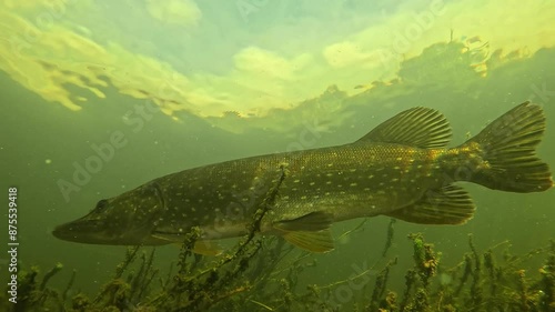 A 90cm pike (Esox lucius) with a magnificent pattern swims above the plants in the sunlight reflections. Filmed from a low-angle view. Check my portfolio for similar footage. photo