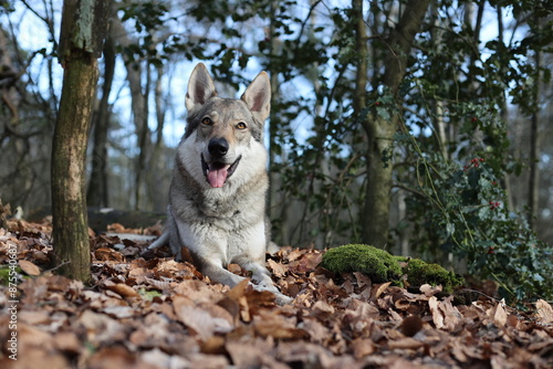 Tschechoslowakischer Wolfhund im Wald photo