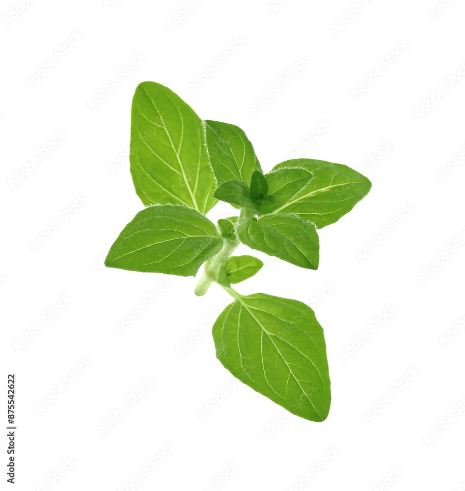 Sprig of fresh green oregano isolated on white Sprig of fresh green oregano isolated on white