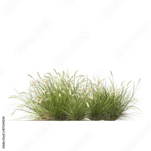 Pennisetum alopecuroides Pennstripe, semak, rumput, bushes, shrubs, evergreen, small tree, bush, tree, big tree, light for daylight, easy to use, 3d render, isolated photo