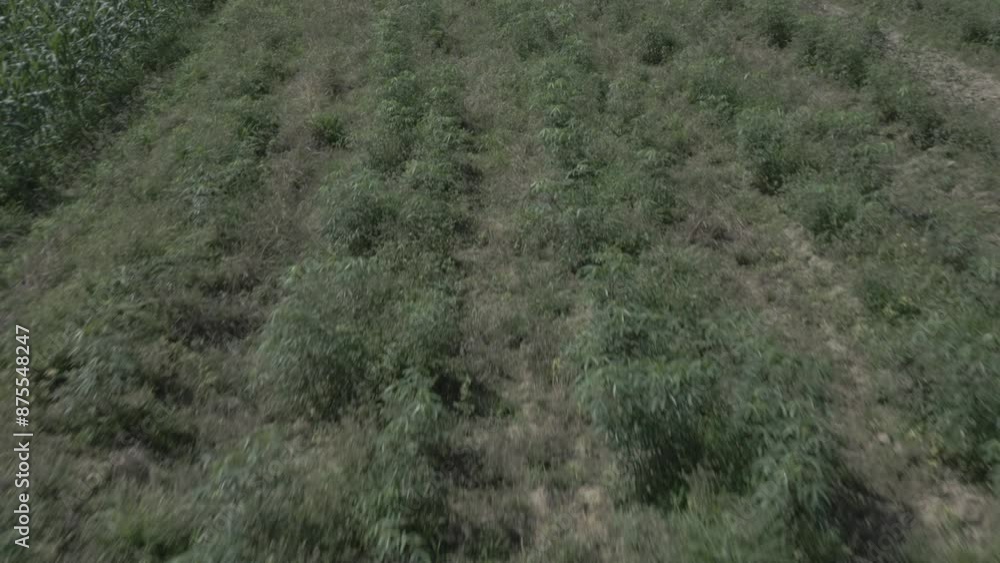 Farm crops drone passing through Farm crops drone passing through