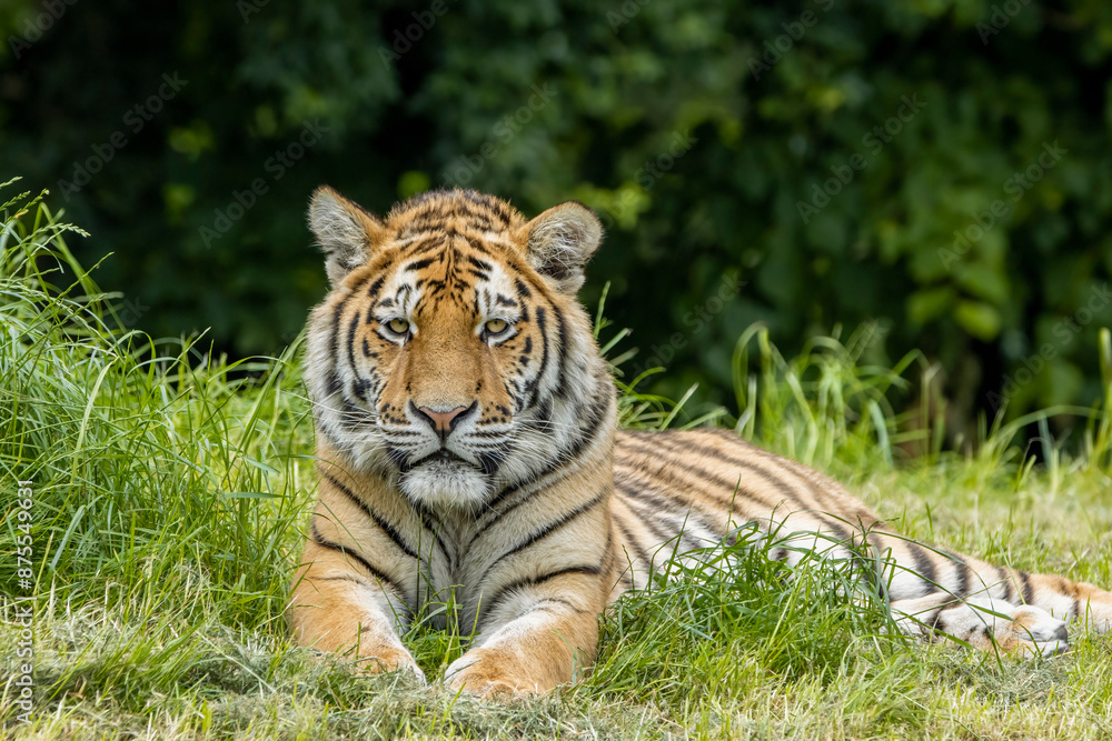 Obraz premium Amur tiger cub