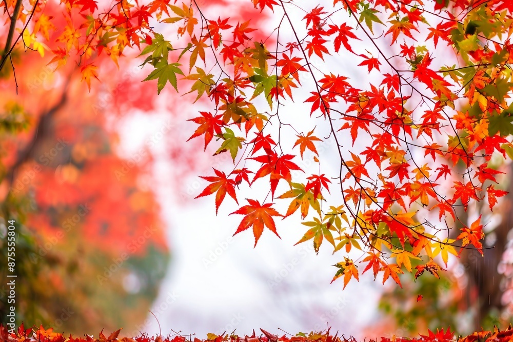 Beautiful autumn leaves that turned red in autumn in Japan Beautiful autumn leaves that turned red in autumn in Japan